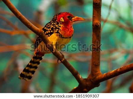 Image of Red and Yellow Barbet sitting on branch in park..