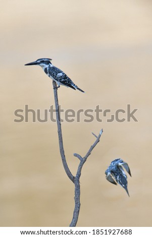 Pied kingfisher Ceryle rudis A pair of suitors perched on a dry branch