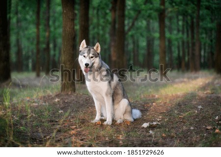 A young Siberian Husky sitting in a forest. 