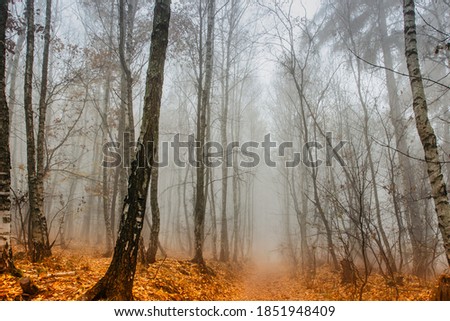 Path scenery in scary misty forest. Colorful landscape with foggy forest, orange foliage in fall. Fairy forest in autumn. Fall woods. Enchanted trees.Mystical fantasy Halloween atmosphere.Fall colors.