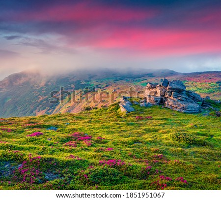 Landscape photography. Misty summer sunrise with fields of blooming rhododendron flowers. Splendid outdoors scene in the Carpathian mountains, Ukraine, Europe.
