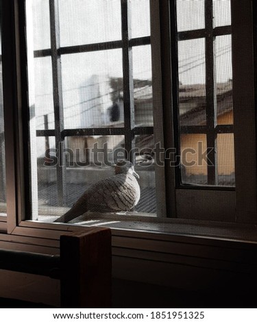 Bird looking at the summer month