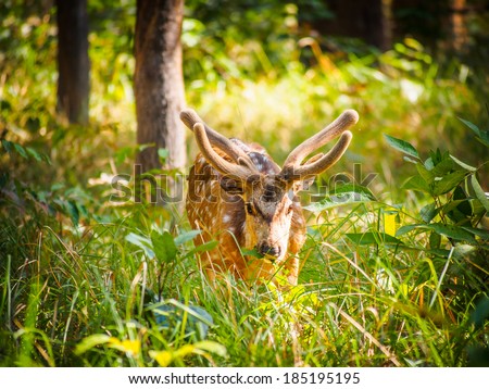 Male chital (Axis axis) in Bardia National Park, Nepal Royalty-Free Stock Photo #185195195