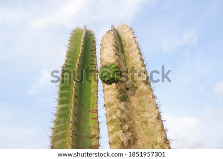 Green cactus against blue sky background. selective focus