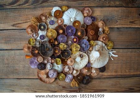 Colorful mushrooms in vibrant arrangement on the wooden table Royalty-Free Stock Photo #1851961909