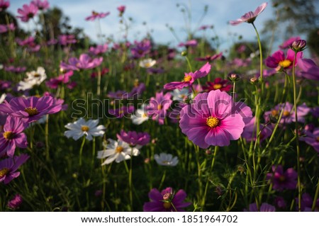 Focus on a pink cosmos flower in a field of cosmos flowers Royalty-Free Stock Photo #1851964702
