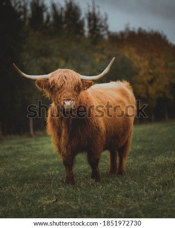 Picture of a cow in Belgium