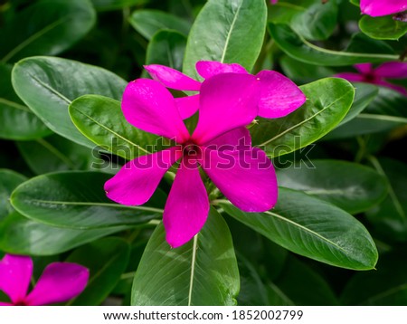 Cape Periwinkle, Bringht Eye, Indian Periwinkle, Madagascar Periwinkle flower eith leaf. (Scientific name Catharanthus roseus (L.) G.Don)