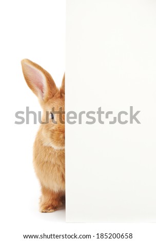 Brown rabbit over blank sign, isolated on white background