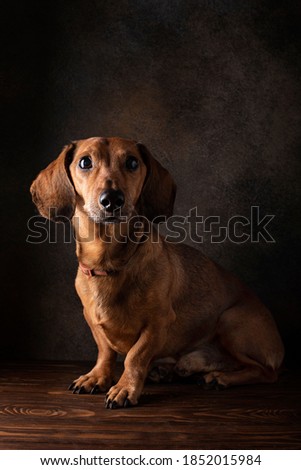 red-haired dachshund dog sitting on a wooden floor, close-up