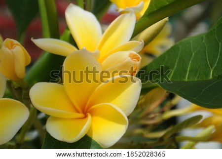 beautiful yellow frangipani flowers, flower texture