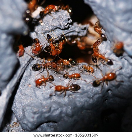 Solenopsis Invicta ants, also known as Red Imported Fire Ant (RIFA) near the nest hole