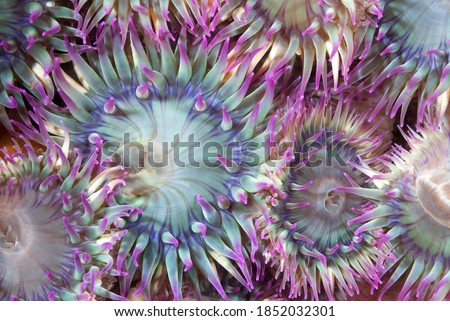 An aggregate of green and purple sea anemones with their tentacles open show that they are feeding. Shot in the Channel Islands of California. Royalty-Free Stock Photo #1852032301