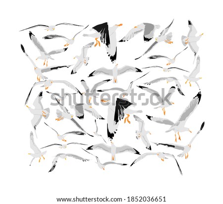 Collection of seagull fly on sky  vector illustration isolated on white background, sea or ocean bird with spread wings. Bird gull  fly silhouette.