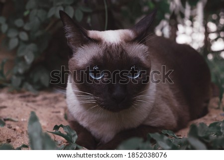 siamese cat sitting in the garden with green grass.