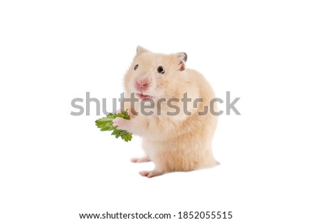 Golden hamster with greenery on white background