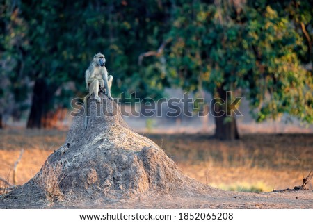 Chacma Baboon (Papio ursinus) sitting on a termite mound in the first light of the day in Mana Pools National Park in Zimbabwe