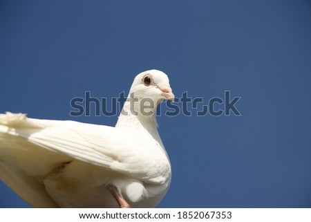 A Racing breed of White Color High Flier domestic pigeon Trained for the sport of pigeon racing with Blue Sky Background