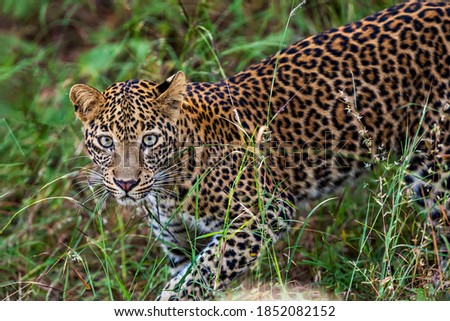 A bold Leopard in its natural habitat...