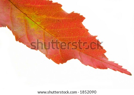 Autumn leaf. more in portfolio