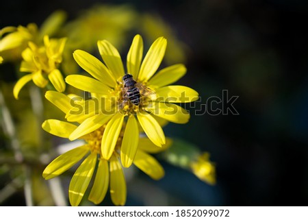 bees sitting on yellow flowers