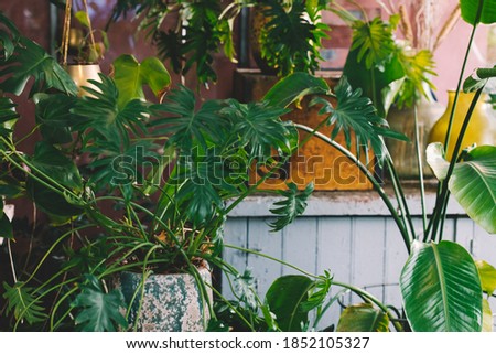 Interior of a small greenhouse with a lot of green houseplants. Boho style. Eclectic.