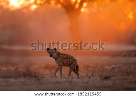 Spotted Hyena (Crocuta crocuta) wlking at sunrise with orange light in the background in Mana Pools National Park in Zimbabwe