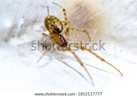 Macro of Metellina Segmentata female spider family of Tetragnathidae with a Palaearctic distribution. Eggs nest in background.