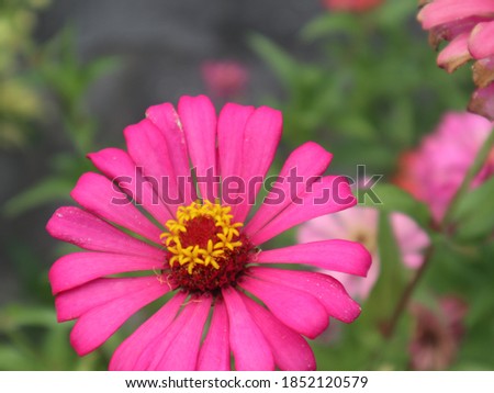 The zinnia elegans, has an upright growing stem, many branches, green and brown stripes. Green leaves, oval-shaped with a sharp tip. Flowers are pink, reddish purple, yellow, red, and white.
