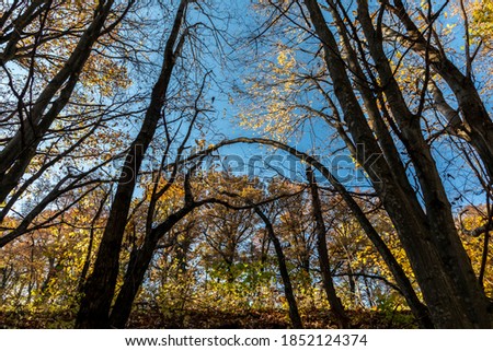 trees in autumn  in Styria, Austria