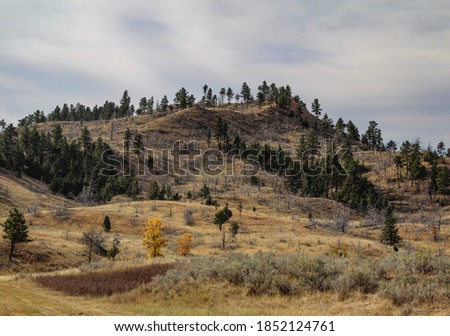 Montana hillside landscape with dead trees showing path of previous wildfire Royalty-Free Stock Photo #1852124761