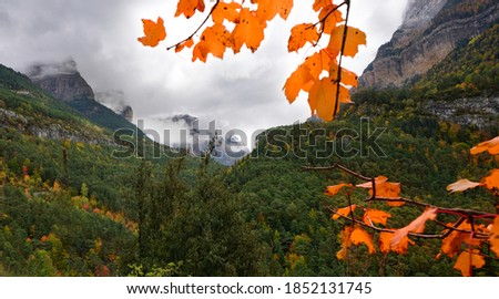 Red maple leaves with five color autumn trees in a valley of Odesa national park, Spain