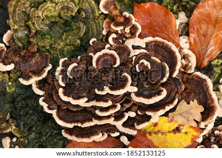Turkey Tail Mushrooms growing from a tree stump in woodland in the UK.