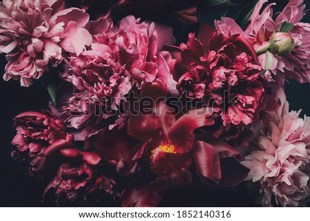 Dark Floral macro background. Buds and petals of beautiful peonies on black. Peonies in surreal colors. Royalty-Free Stock Photo #1852140316