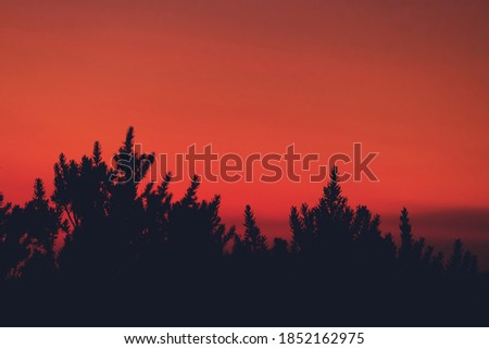 Evening with trees and red sky
