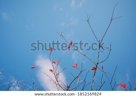 bare branches with sparse red leaves against a blue sky