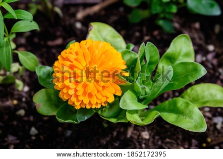 One vivid yellow orange flower of Calendula officinalis plant, known as pot marigold, ruddles, common or Scotch marigold in a sunny summer garden, textured floral background