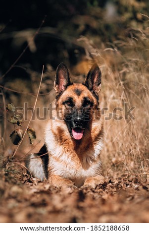 German shepherd black and red color lies in the yellow autumn forest and smiles. Beautiful portrait of a shepherd dog for a postcard or banner. Homely cute dog on a walk in the Park.