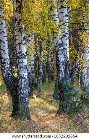 birch trees in the autumn forest in the morning