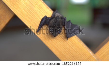 Bat day sits on a summer house