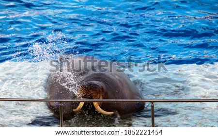 A large walrus is doused with water. Royalty-Free Stock Photo #1852221454