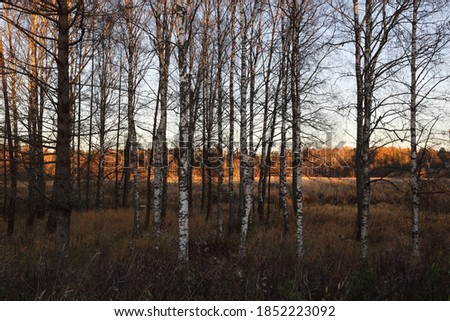 Outdoor image of birch tree at autumn sunset time