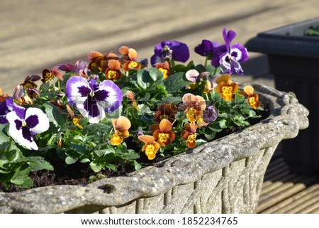 Winter pansies and violas growing in a cast Portland stone plaited trough. Taken in the autumn sunshine in a garden in Rothwell, Northamptonshire, UK in November 2020.