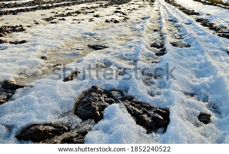 Loose snow melts on a plowed field, sowing winter crops. Spring.