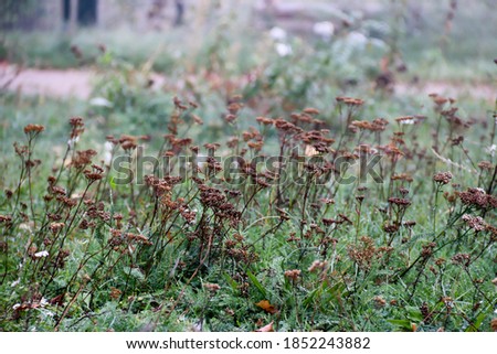 thick autumn fog, wild plants covered with moisture, selective focus