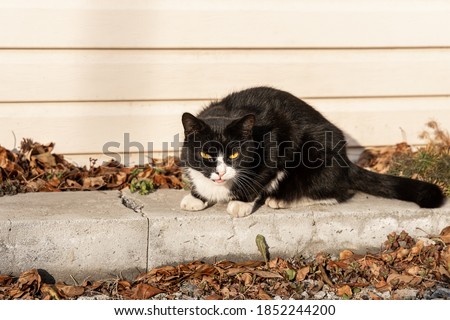 Beautiful adult young black and white cat with big yellow eyes sits on a gray concrete block in the garden in fall