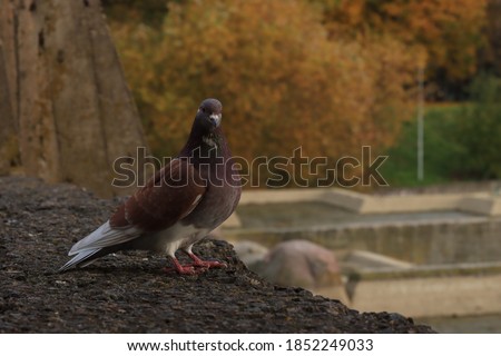 Burgundy pigeon in city park. City pigeon in autumn park.
