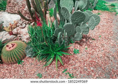 
Cactus and green succulent background picture