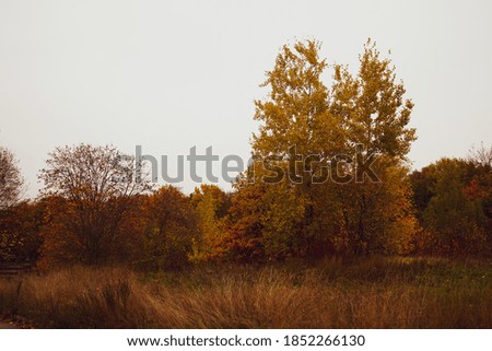 An autumn colorful tree standing near the forest surrounded by undergrowth and foliage.