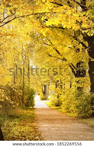 An empty bicycle road (alley) through the colorful deciduous oak and maple trees with golden, orange, yellow leaves. Soft morning light, shadows. Ecotourism, cycling, recreation. Autumn landscape